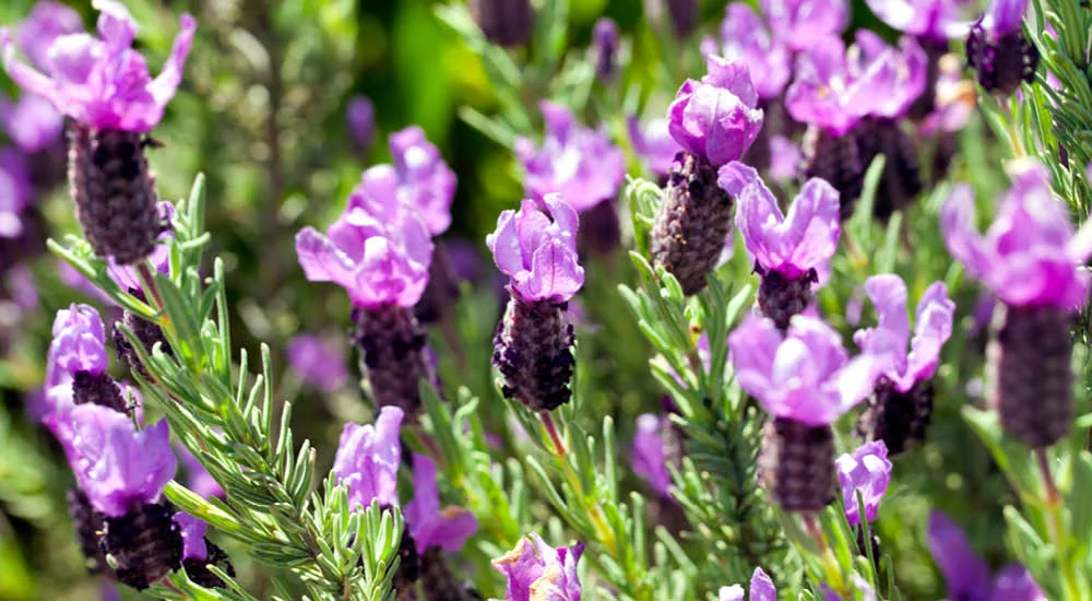 Fransk lavendel