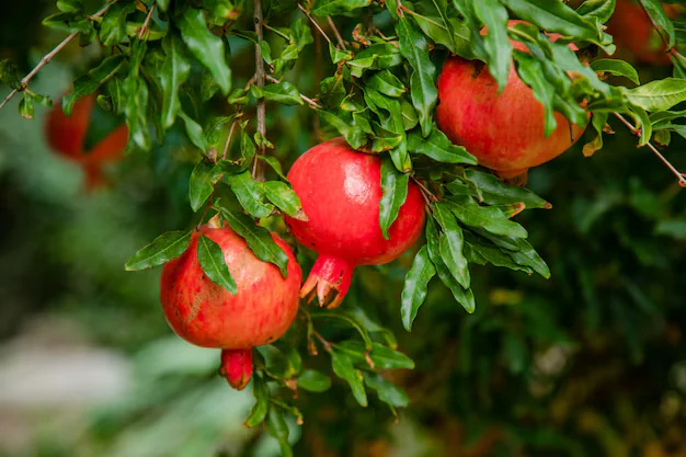 Granatäpple