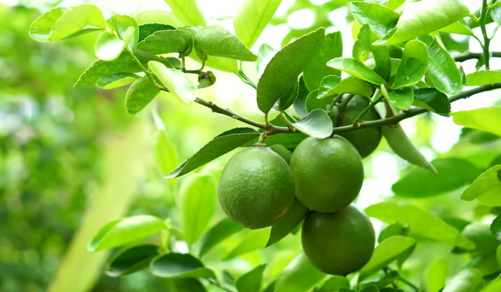Lime