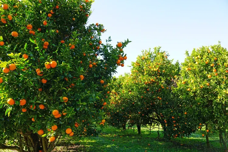 Mandarin
